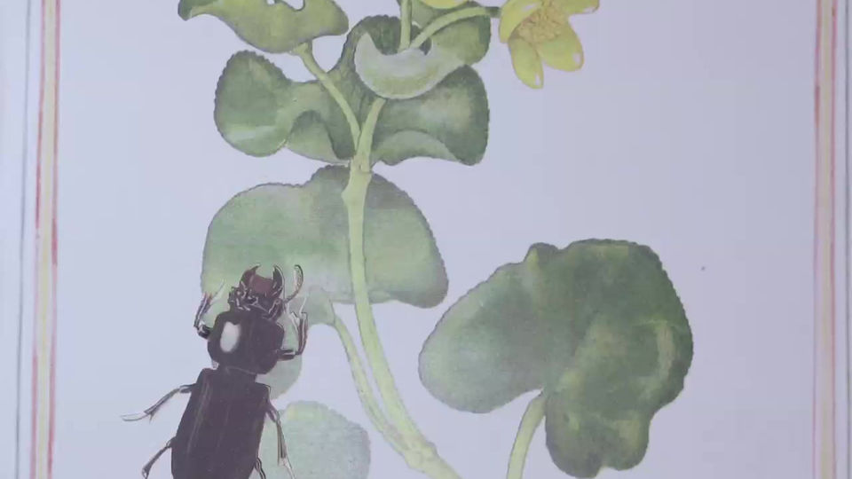 Fabuleux Herbier-Vitrolles